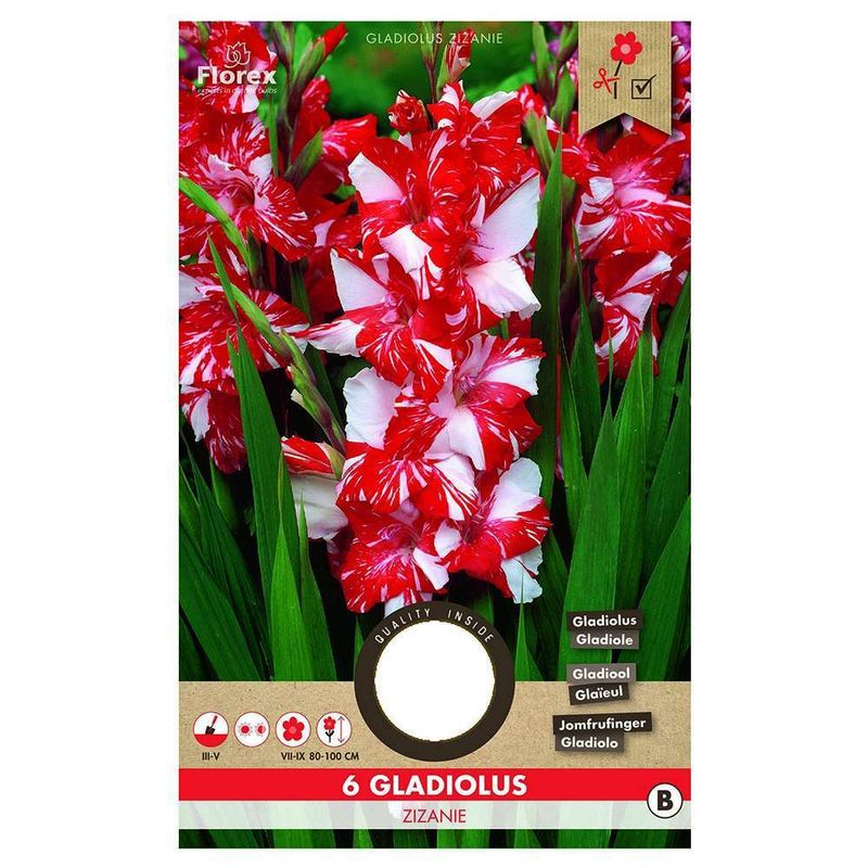 bulbi-de-gladiole-bicolore-8954520862750.jpg