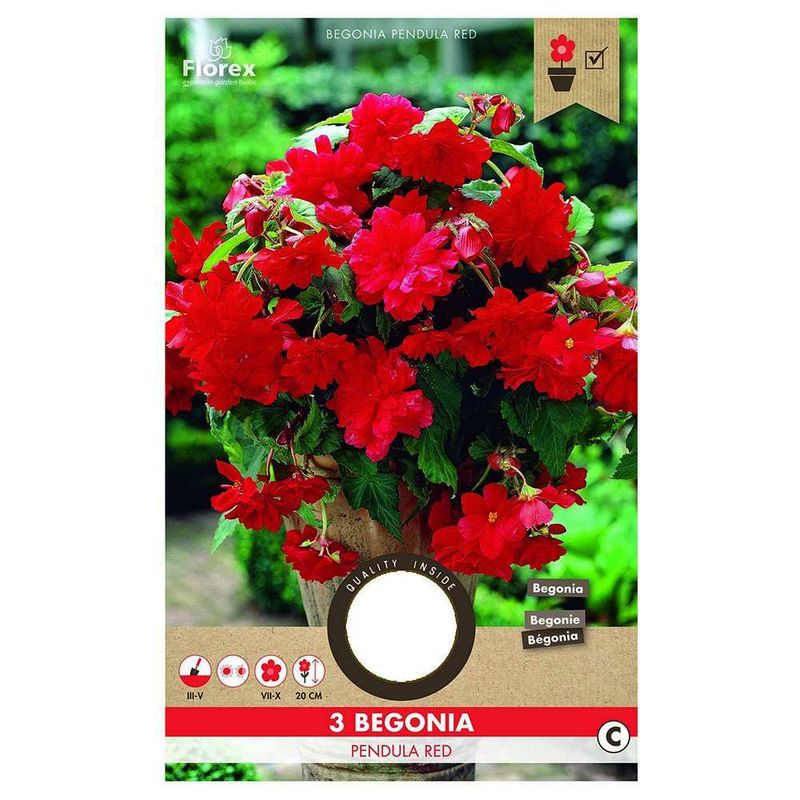 bulbi-de-begonie-8954533969950.jpg