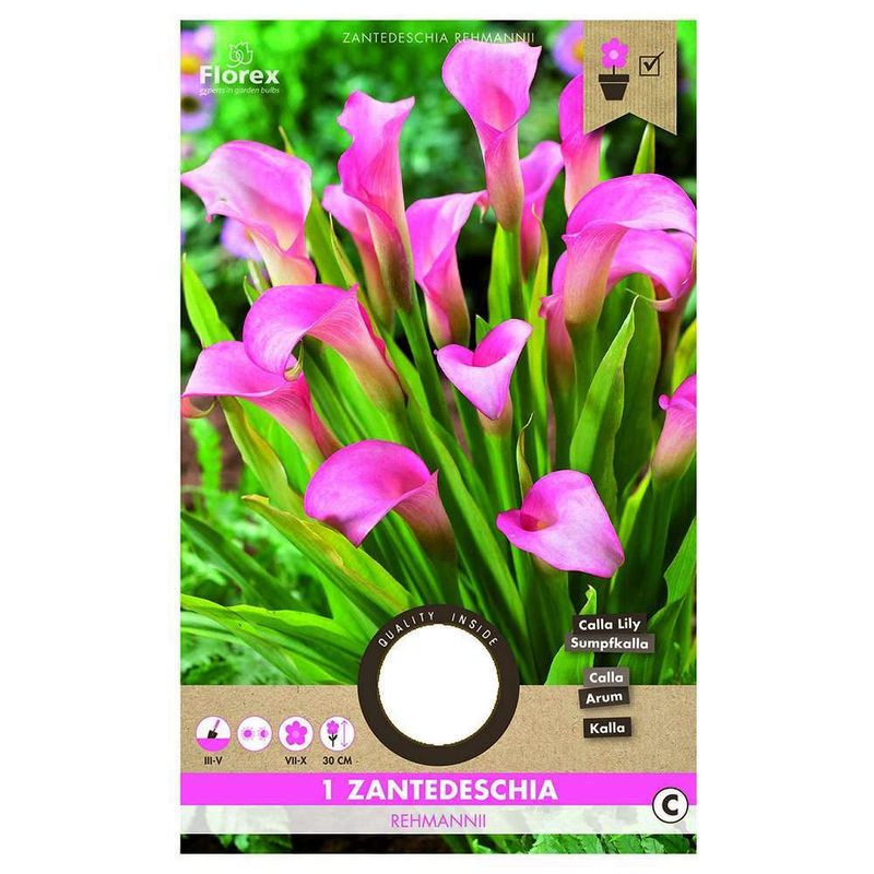 bulbi-de-calla-rehmanii-pink-8954516275230.jpg