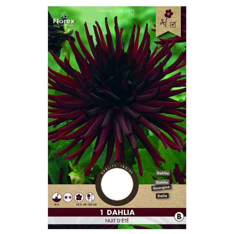 bulbi-de-dalie-inalta-cu-flori-tip-cactus-8954524532766.jpg