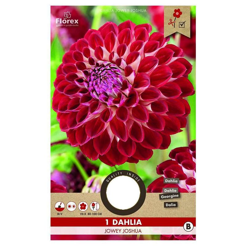 bulbi-de-dalie-medie-tip-pompon-8954515750942.jpg