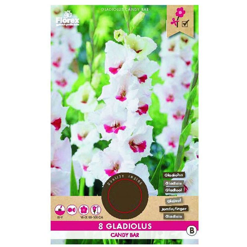 bulbi-de-gladiole-bicolore-8954527809566.jpg