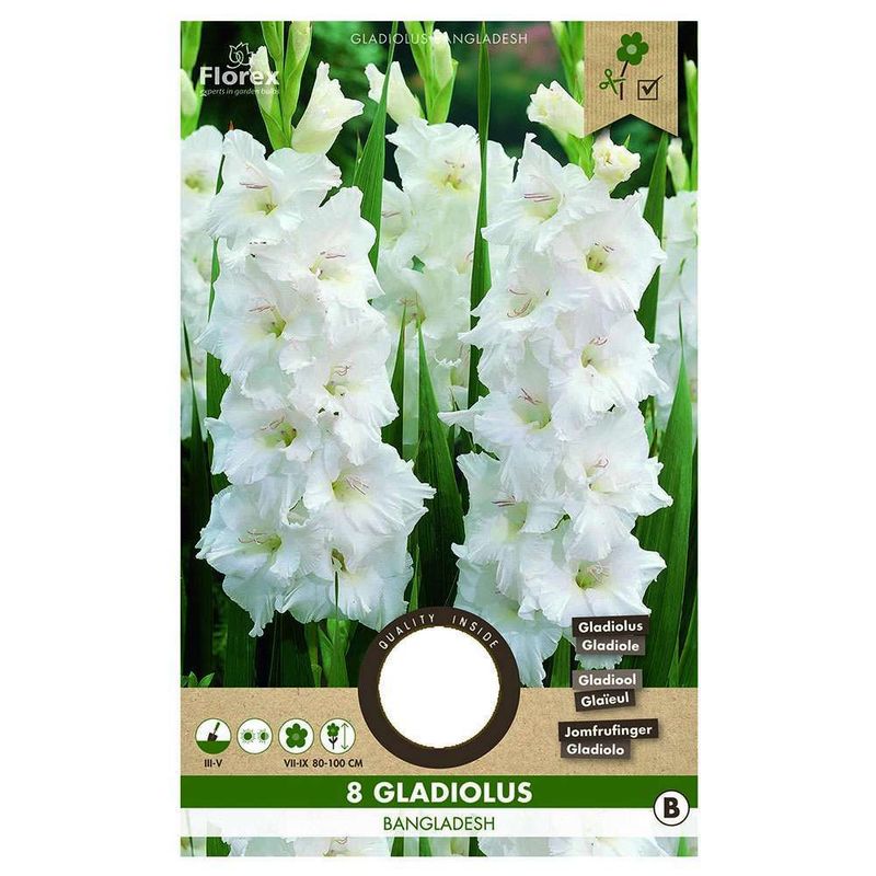 bulbi-de-gladiole-12-14-cm-8954523484190.jpg