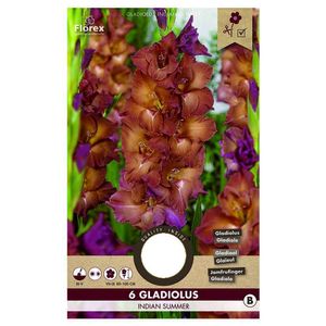 Bulbi de gladiole 12-14 cm