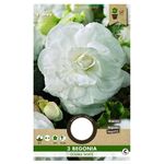 bulbi-de-begonie-8954535804958.jpg