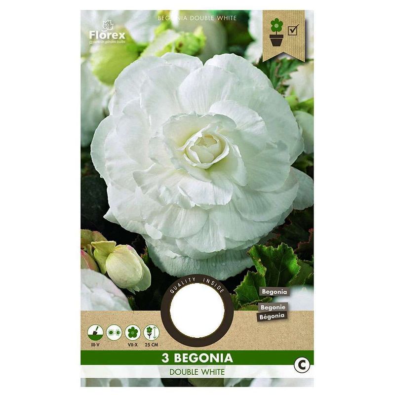 bulbi-de-begonie-8954535804958.jpg