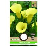 bulbi-de-calla-8954521911326.jpg