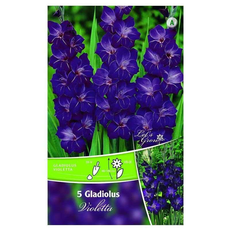 bulbi-de-gladiole-inalte-8954519420958.jpg