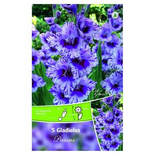 Bulbi de gladiole 12-14 cm