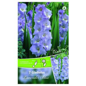 Bulbi de gladiole 12-14 cm