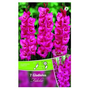 Bulbi de gladiole 12-14 cm