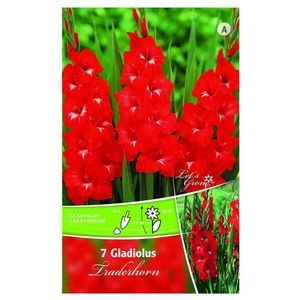 Bulbi de gladiole 12-14 cm