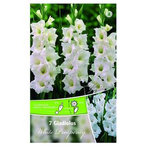 Bulbi de gladiole 12-14 cm