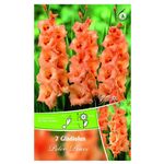 bulbi-de-gladiole-12-14-cm-8954528858142.jpg