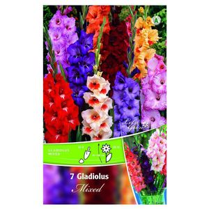 Bulbi de gladiole 12-14 cm