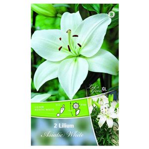 Bulbi de crini imperiali 14-16 cm