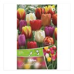 bulbi-de-lalele-florex-marimea-1011-multicolor-8713339144124_1_1000x1000.jpg