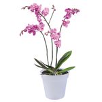 ghiveci-elho-green-basics-pentru-orhidee-17-cm-8895892520990.jpg
