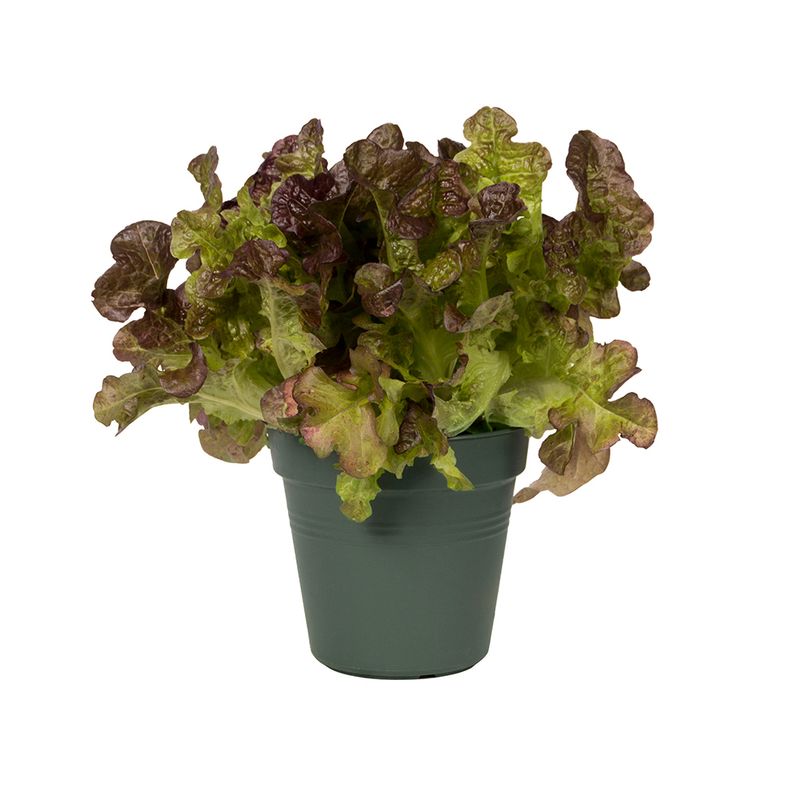 ghiveci-elho-verde-13-cm-8895926730782.jpg