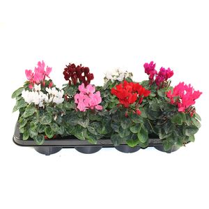 Mix Cyclamen 15.5 x 20 cm
