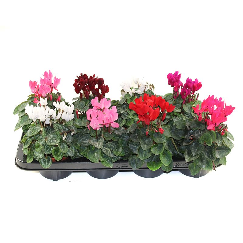 mix-cyclamen-155-x-20-cm-8895132467230.jpg