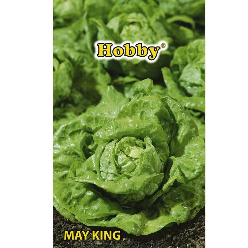 seminte-hobby-de-salata-may-king-8941498630174.jpg