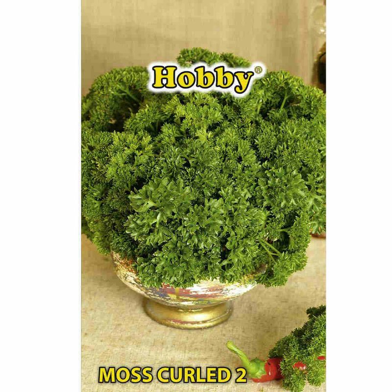 seminte-hobby-de-patrunjel-de-frunze-moss-curled-2-8941503873054.jpg