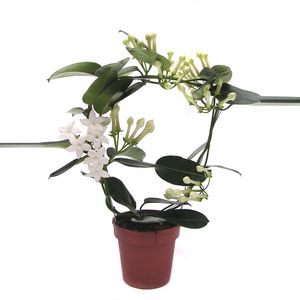 Floare in ghiveci Stephanotis Floribunda 12 x 45 cm