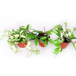 planta-decorativa-de-interior-hoya-carnosa-mix-8862221205534.jpg