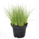 planta-aromatica-bio-allium-schoenoprasum-ceapa-de-tuns-8862206656542.jpg
