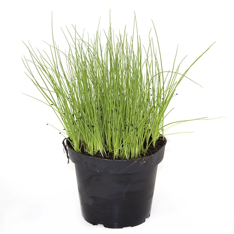 planta-aromatica-bio-allium-schoenoprasum-ceapa-de-tuns-8862206656542.jpg