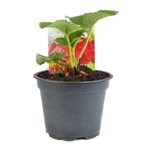 Planta aromatica Fragaria vesca vesca, capsun de munte