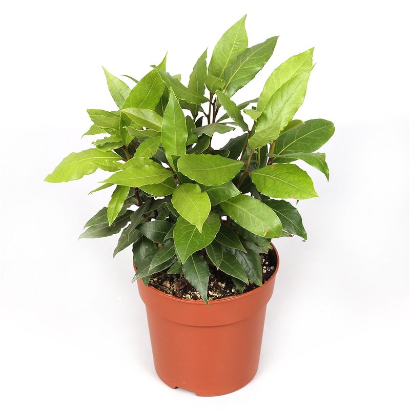 planta-aromatica-bio-laurus-nobilis-dafin-8862210195486.jpg