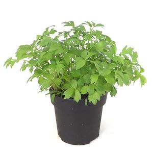 Planta aromatica Bio-levisticum officinale, leustean