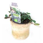 planta-aromatica-mentha-piperita-chocolata-menta-8862219239454.jpg