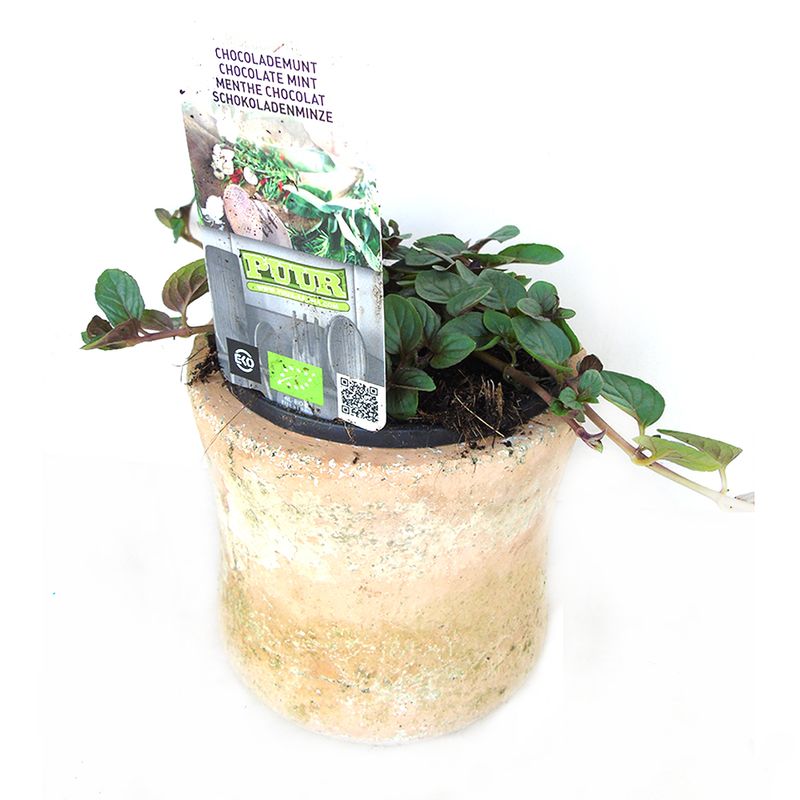 planta-aromatica-mentha-piperita-chocolata-menta-8862219239454.jpg