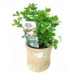 planta-aromatica-mentha-suaveolens-ananas-8862210457630.jpg