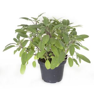 Planta aromatica Salvia off berggarten