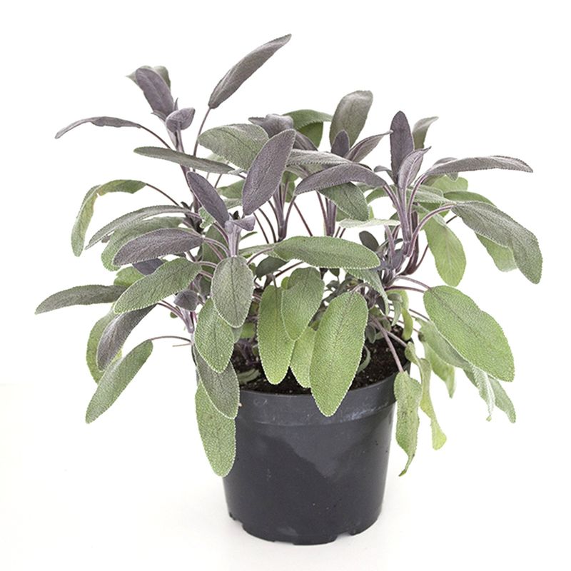 planta-aromatica-salvia-off-purpurascens-8862206918686.jpg