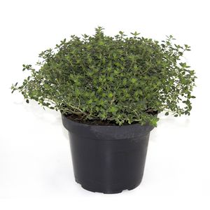 Planta aromatica Thymus vulgaris compactus