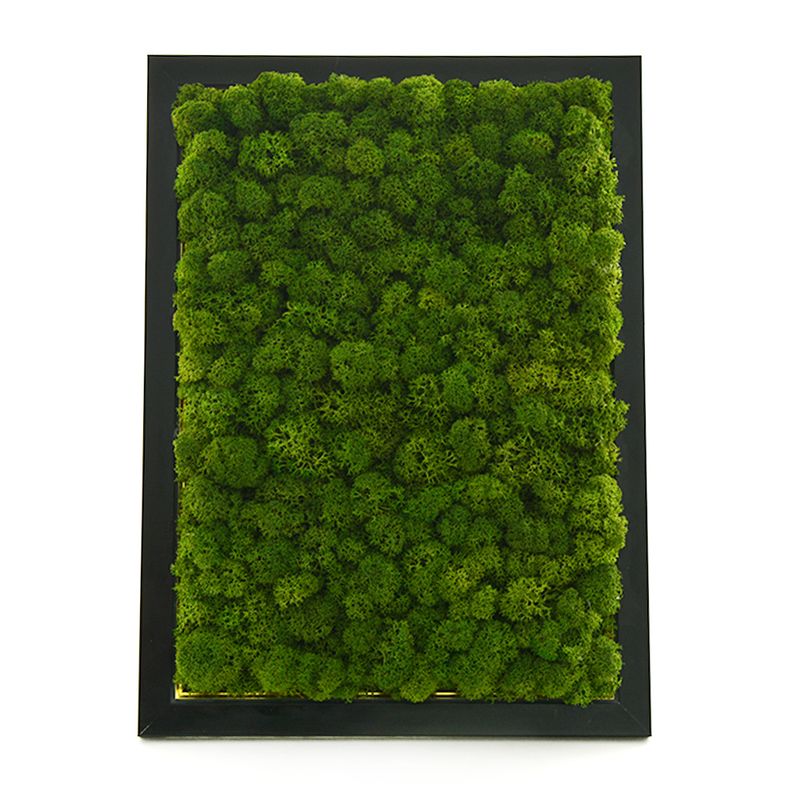 rama-licheni-prezervati-21-x-30-cm-8862219501598.jpg