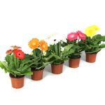 planta-gerbera-mix-9cm-h20-8950605774878.jpg