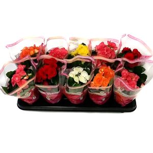 Mix Begonia, 20 cm