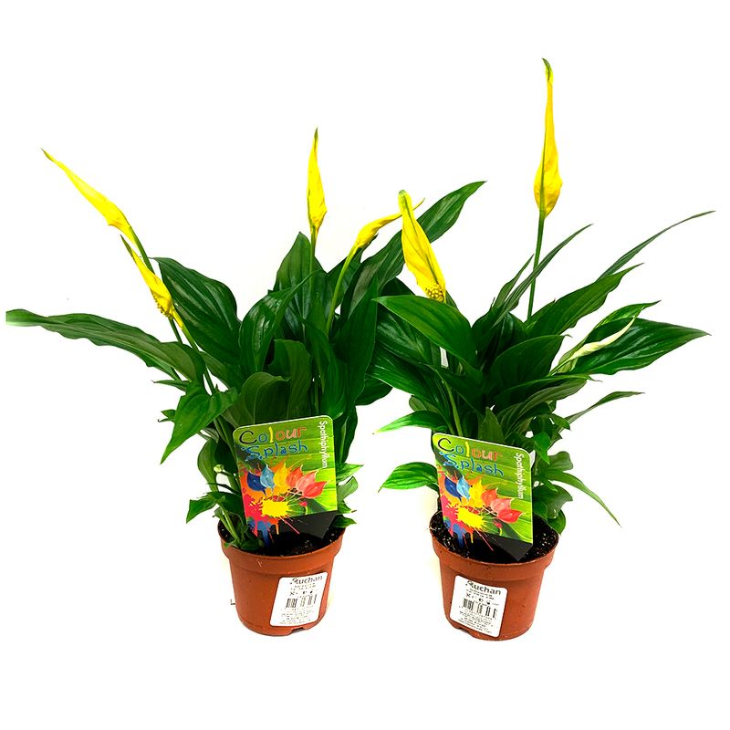 planta-in-ghiveci-decorativa-spathiphyllum-easter-special-8903631568926.jpg