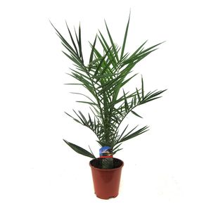 Planta decorativa Phoenix canariensis in ghiveci, 65cm