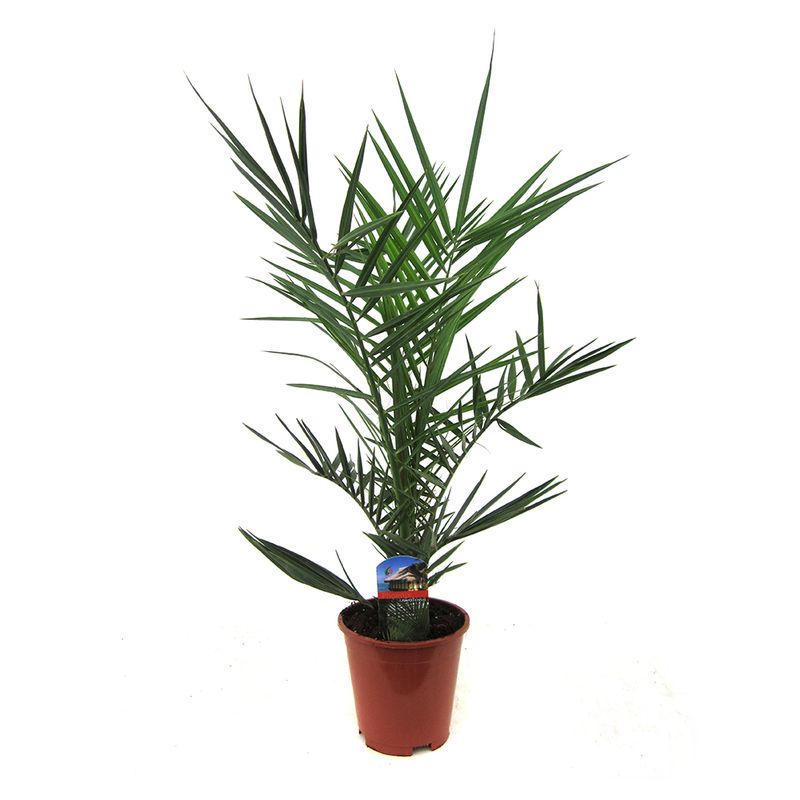 planta-decorativa-phoenix-canariensis-in-ghiveci-65cm-8903354155038.jpg