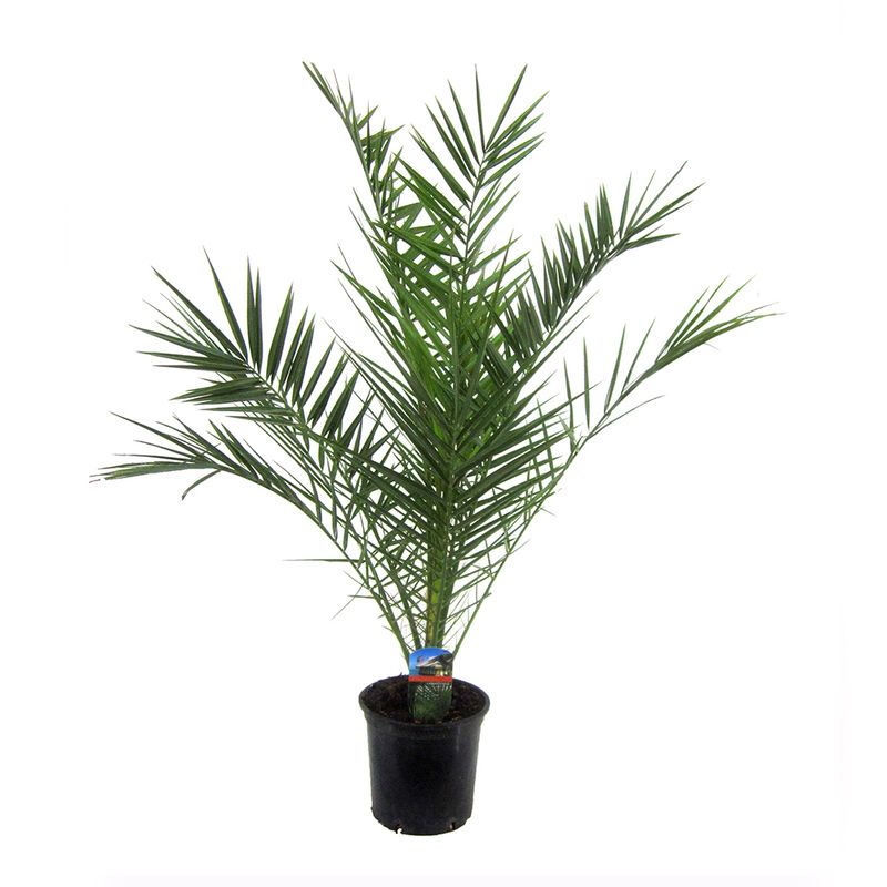 planta-decorativa-phoenix-canariensis-in-ghiveci-100cm-8903351009310.jpg