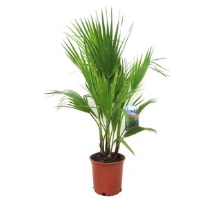 Planta decorativa Washingtonia robusta in ghiveci, 90cm