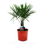 planta-decortiva-trachycarpusfortunei-in-ghiveci-8903355727902.jpg