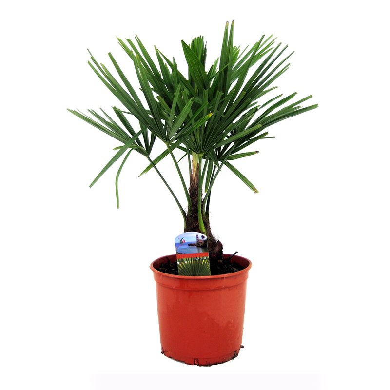 planta-decortiva-trachycarpusfortunei-in-ghiveci-8903355727902.jpg
